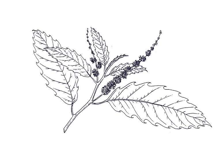 illustration miel chataigner