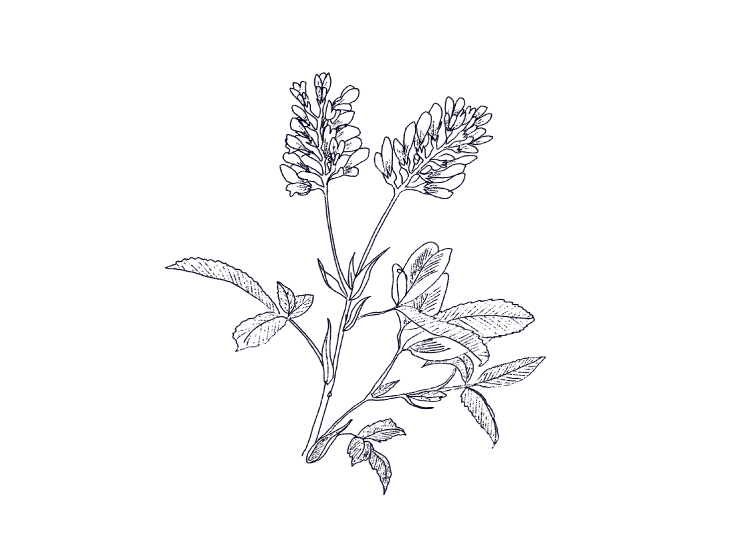 illustration miel luzerne