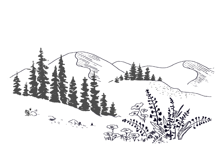 illustration miel montagne