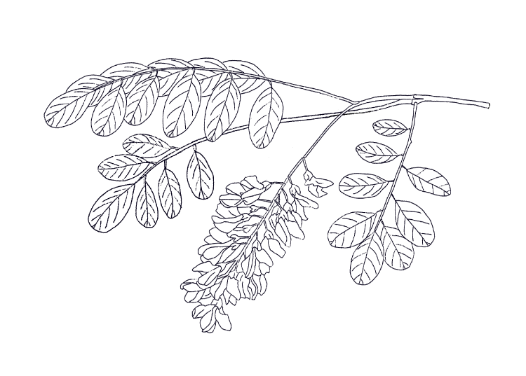 illustration miel acacia