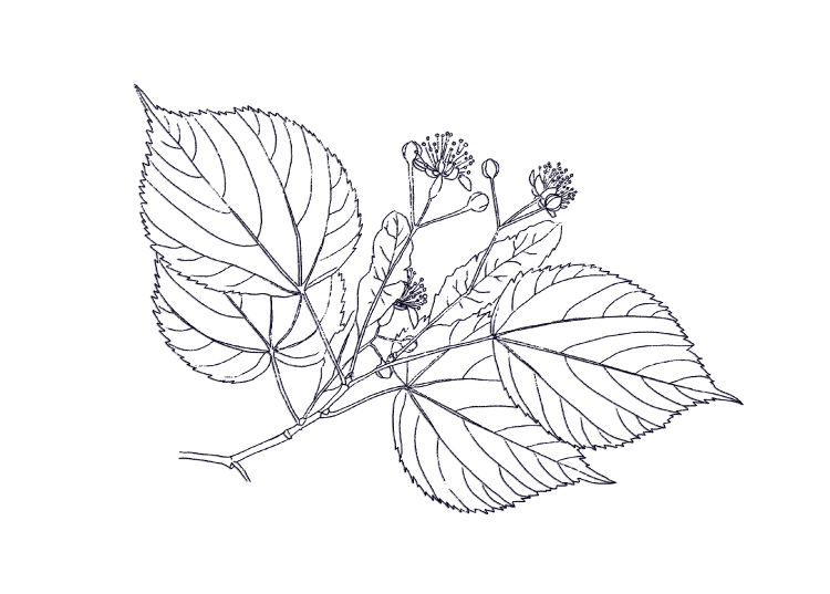 illustration miel tilleul