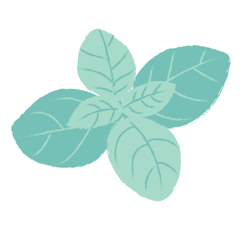 illustration Basilic